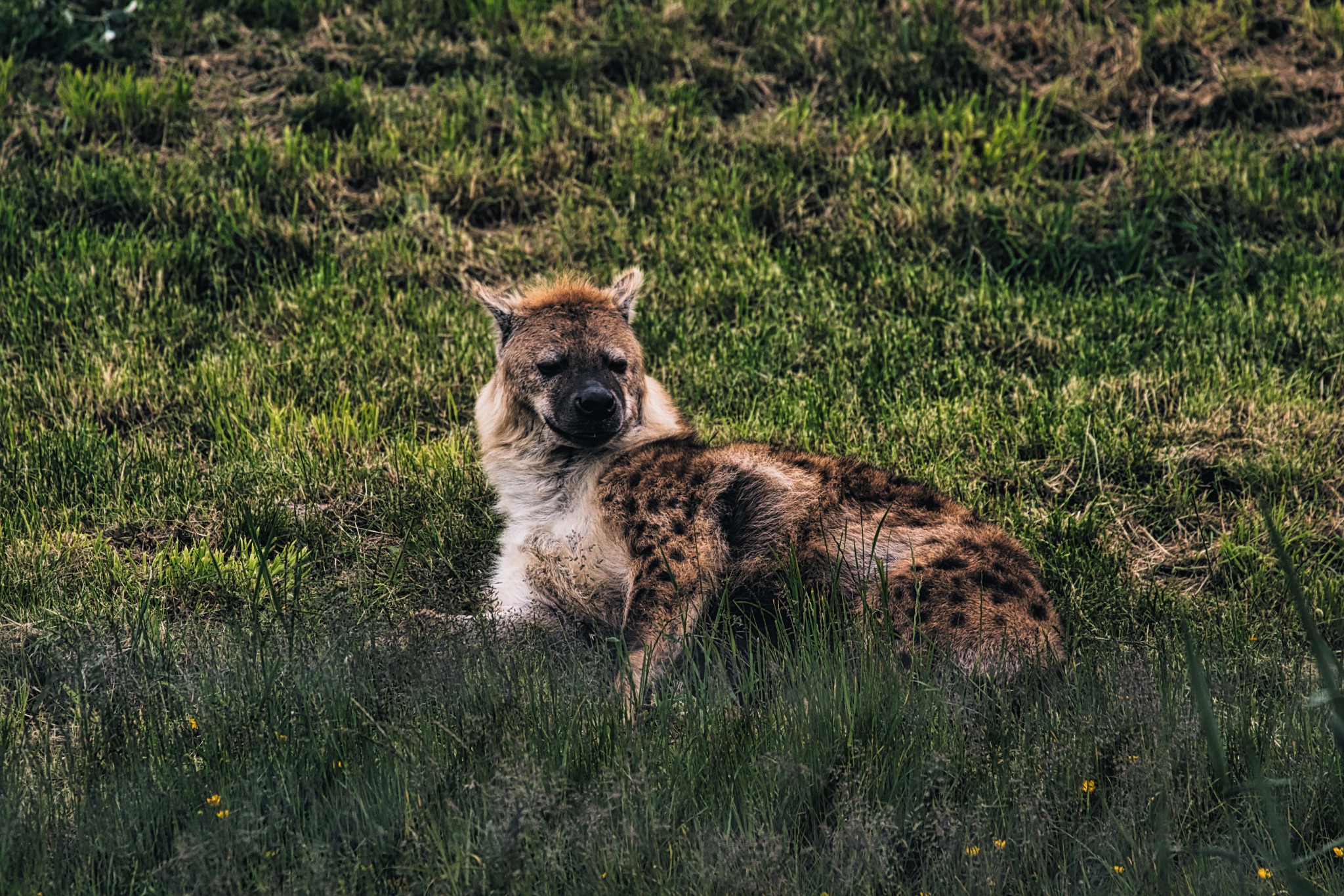 Spotted hyena resting on grassy field
