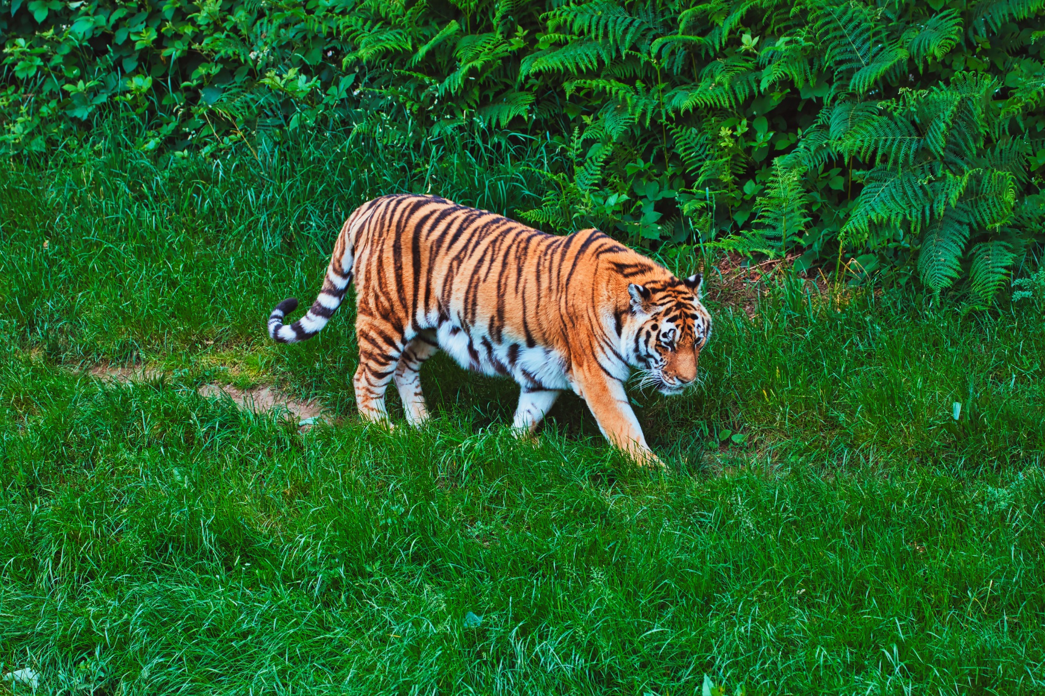 Tiger Walking Through Lush Greenery