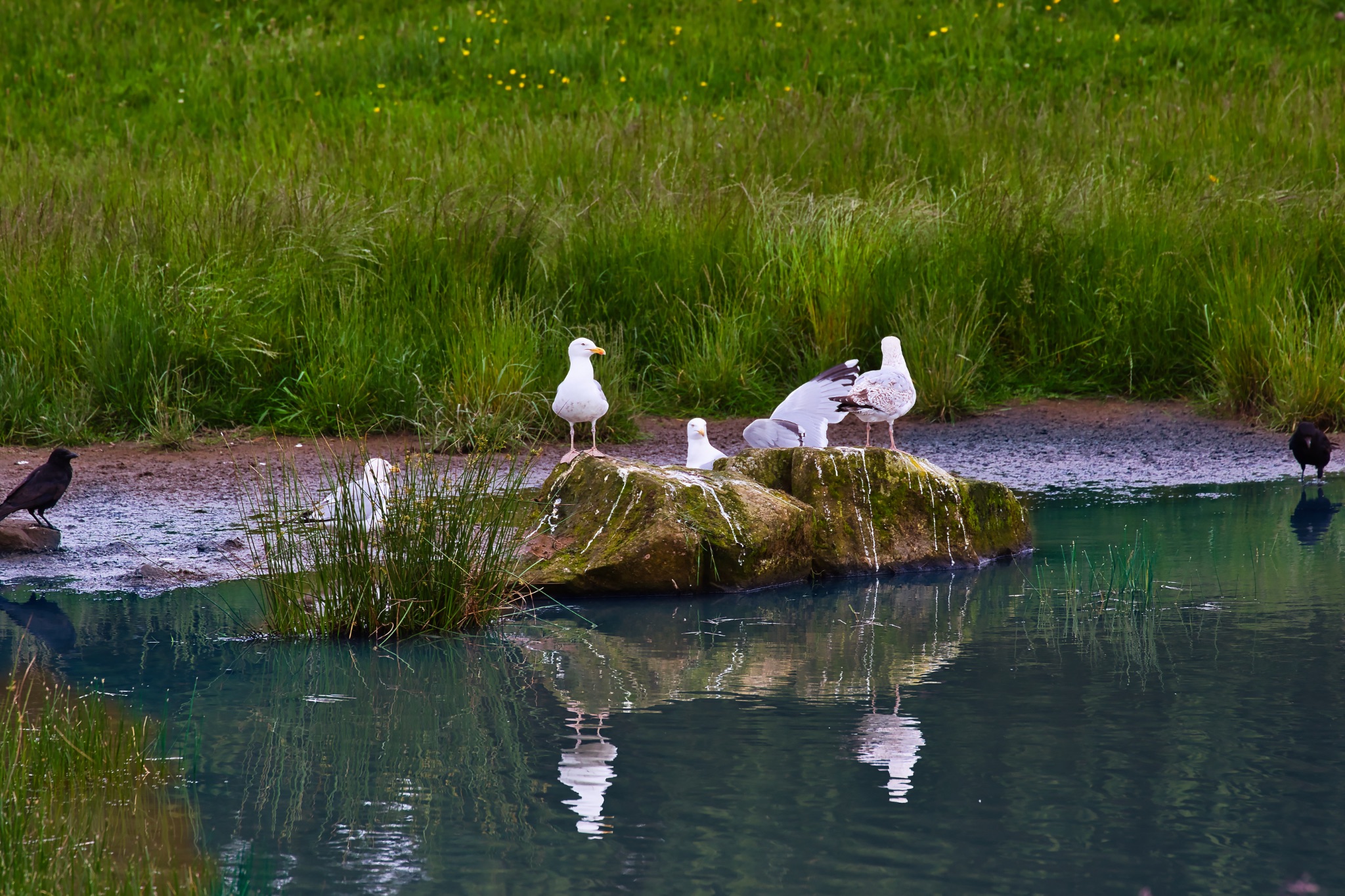 Seagulls and birds on a rock in a pond