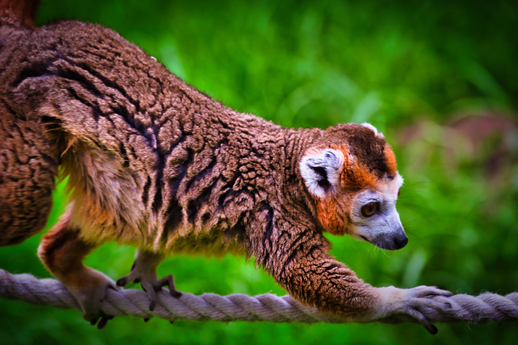 Lemur walking on a rope