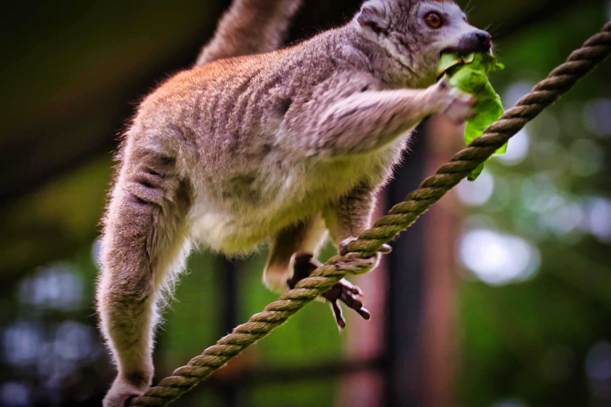 Lemur Balancing on Rope Eating Leaves