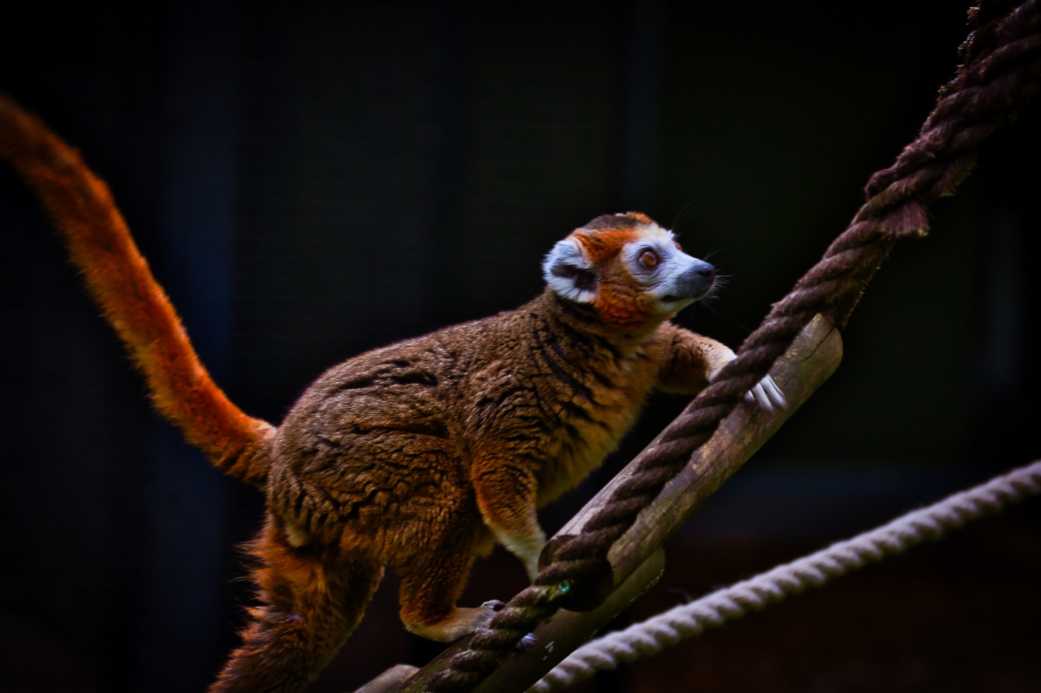 Red ruffed lemur climbing on ropes