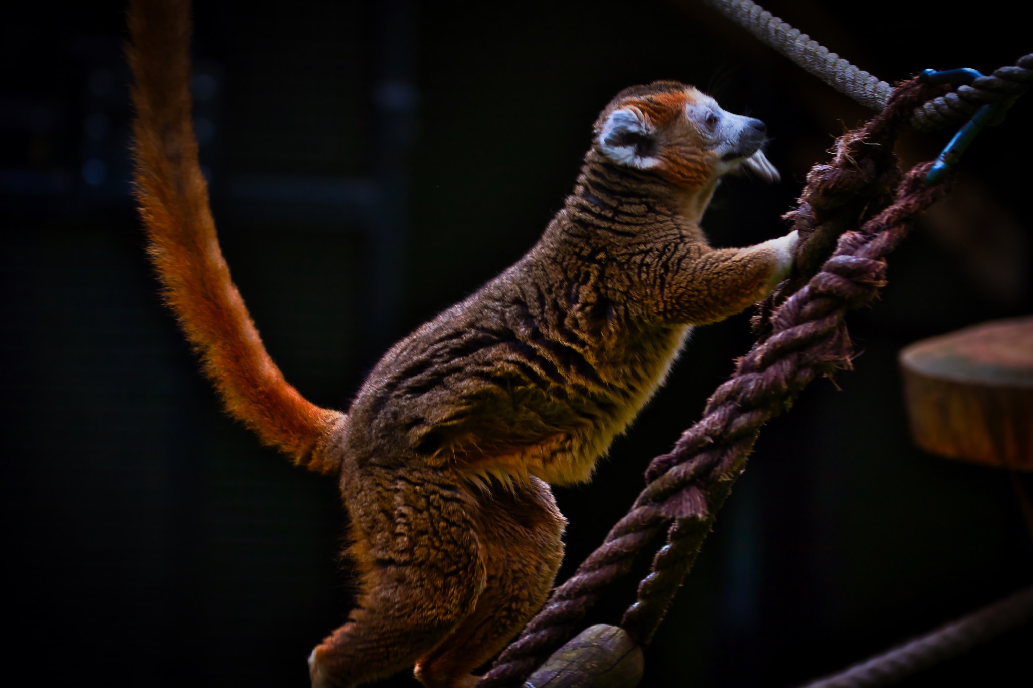 Lemur climbing on ropes in a dark environment