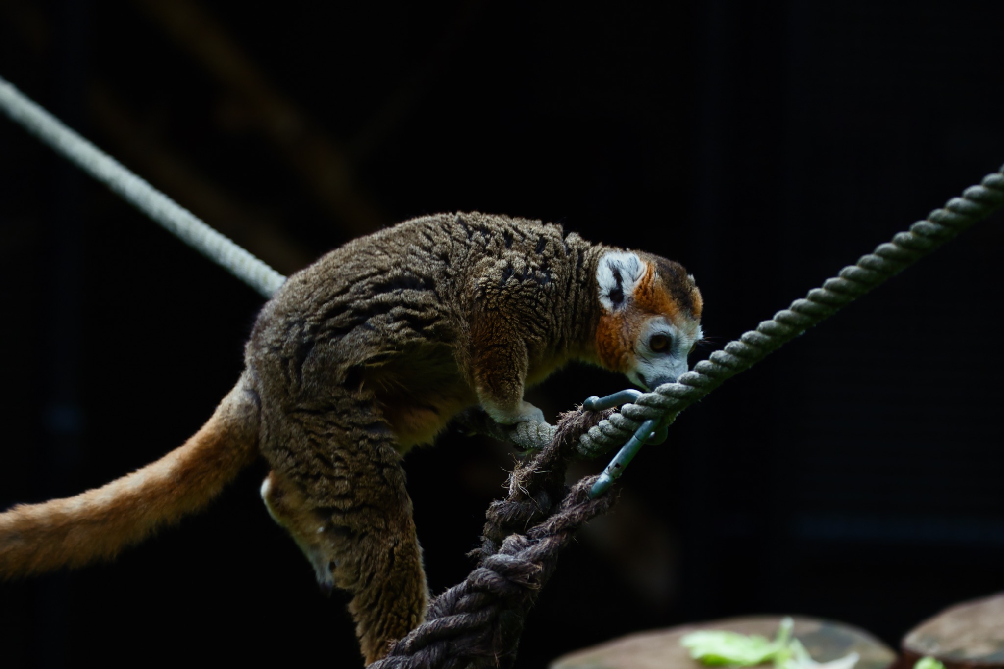Lemur climbing on a rope