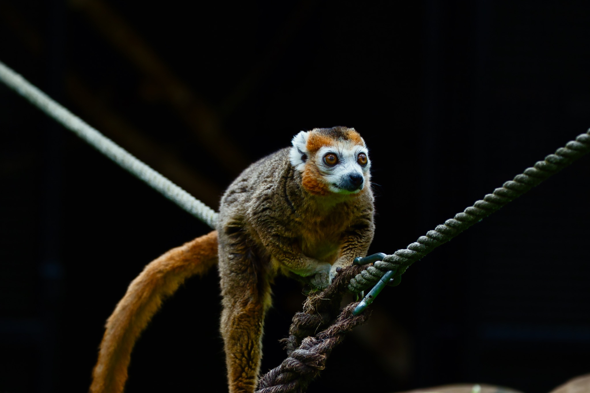 Lemur balancing on a rope