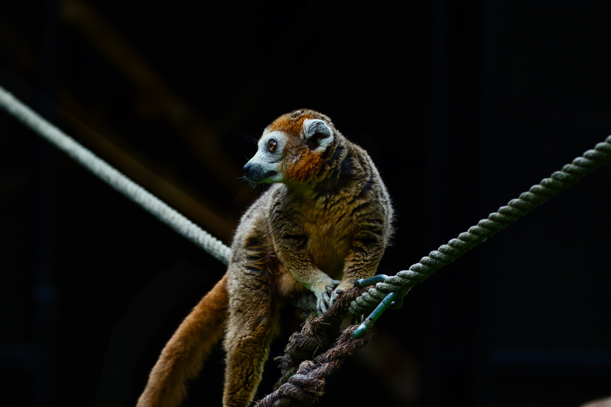 Lemur on a Rope in Dark Environment