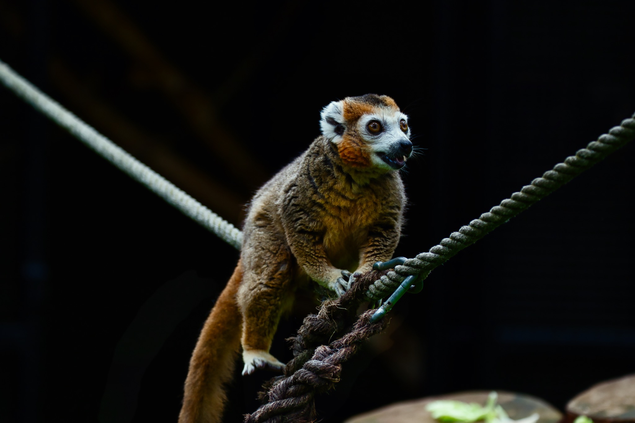 Lemur Balancing on a Rope