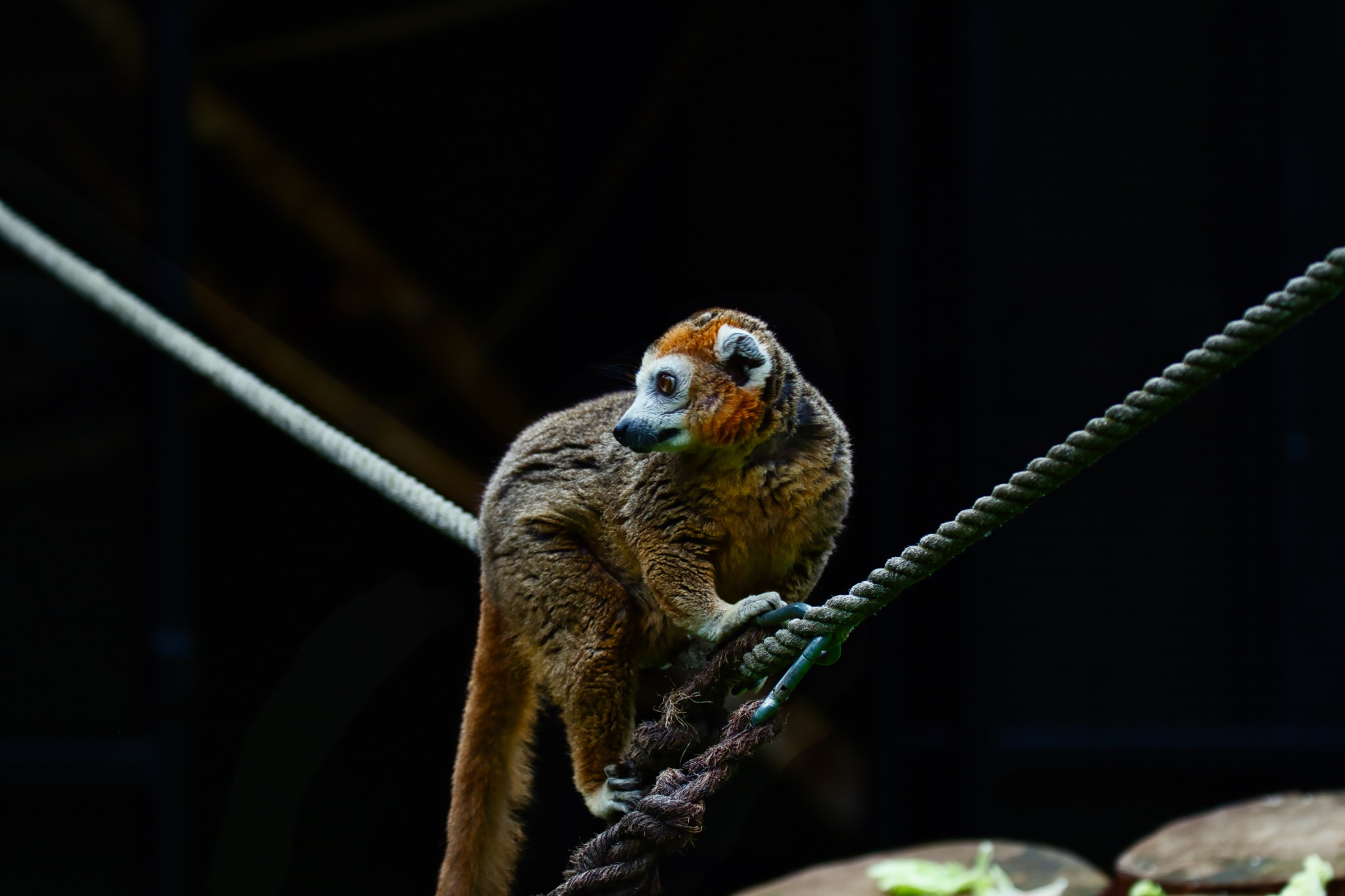 Lemur Perched on Rope