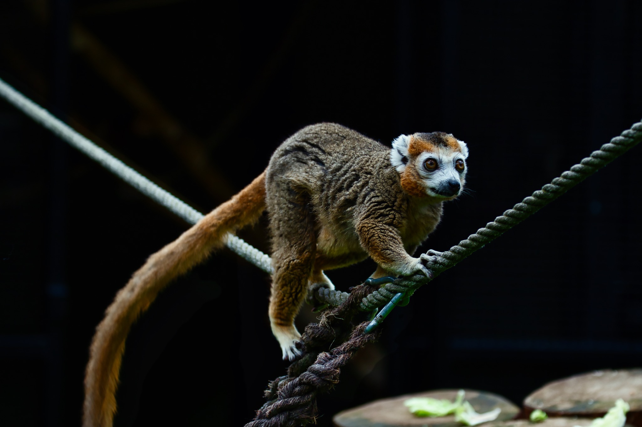 Brown lemur walking on a rope