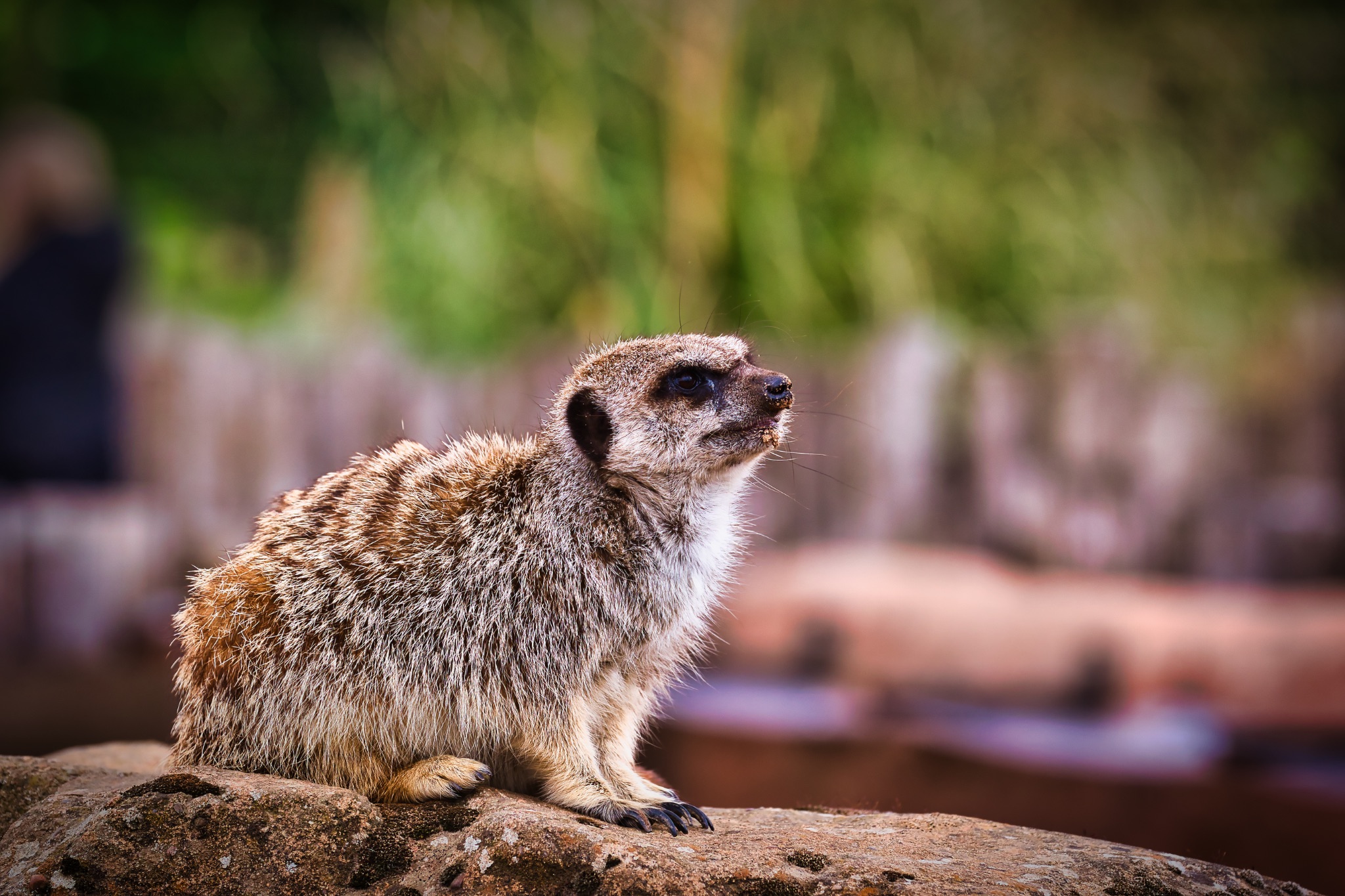 Alert meerkat on a rock