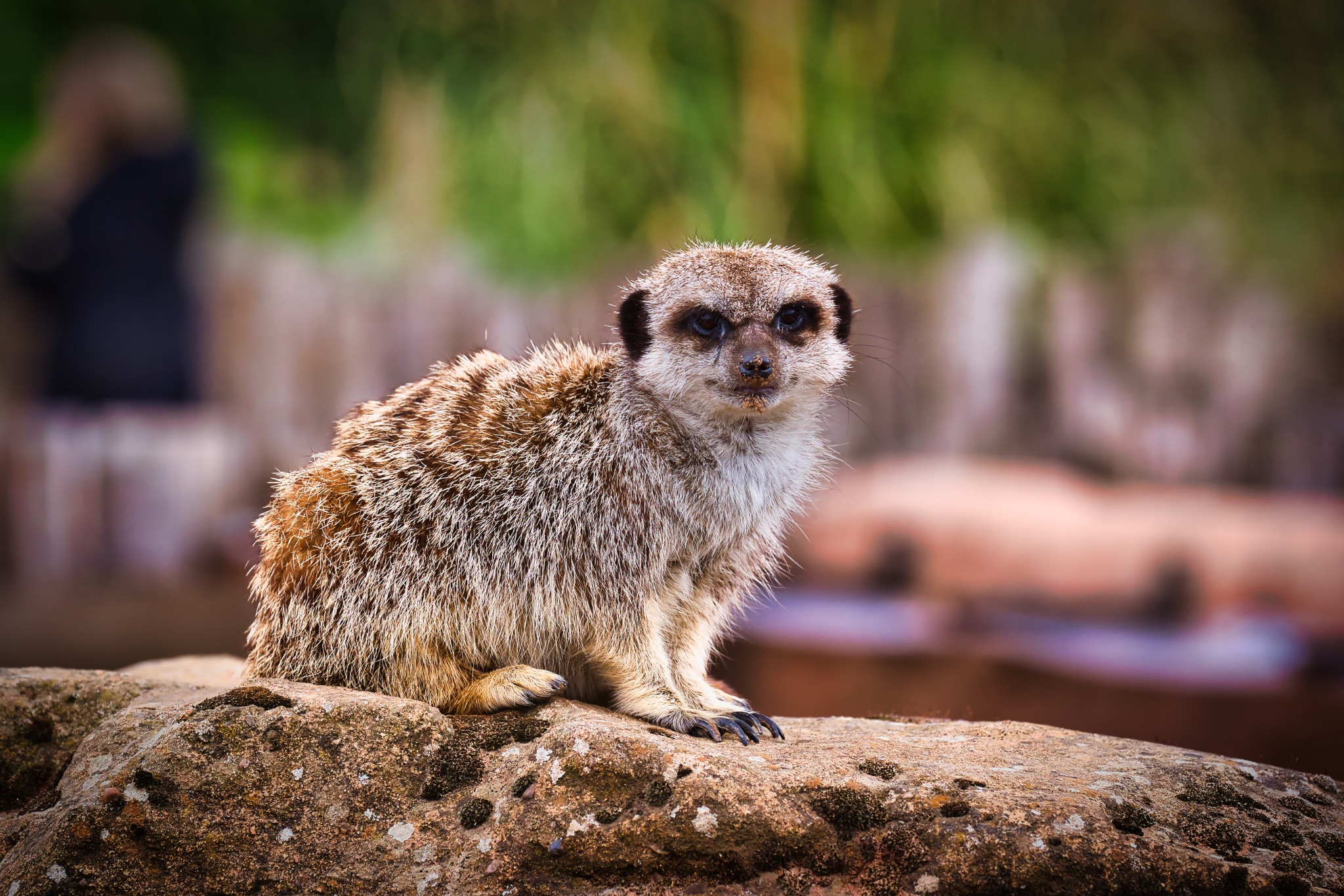 Meerkat sitting on a rock