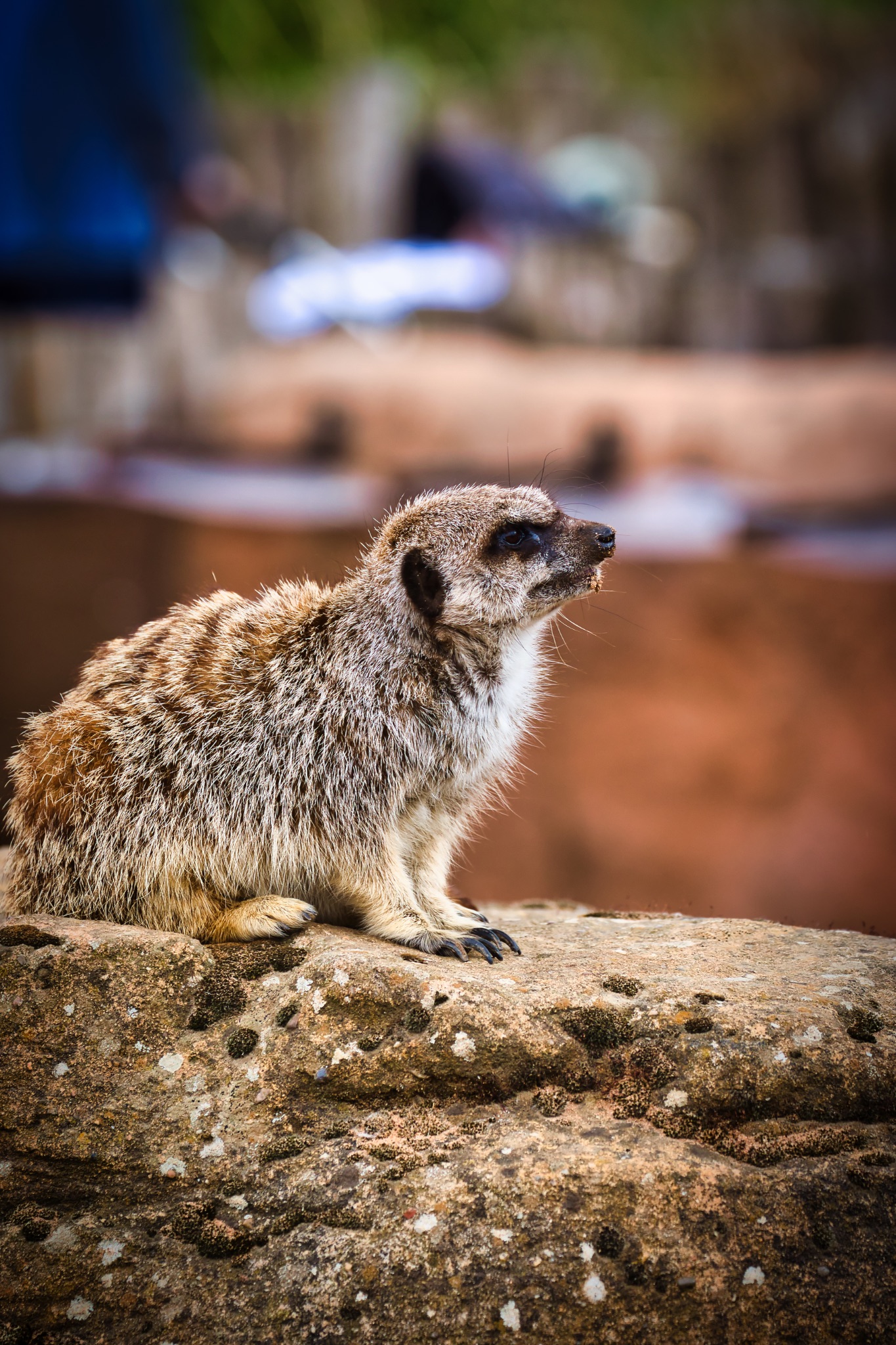 Meerkat sitting on a rock