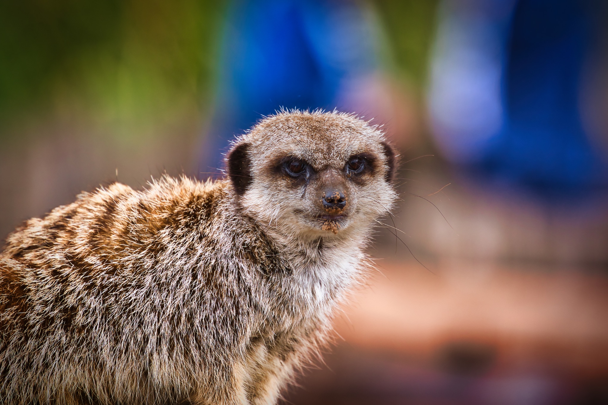 Meerkat looking towards the camera