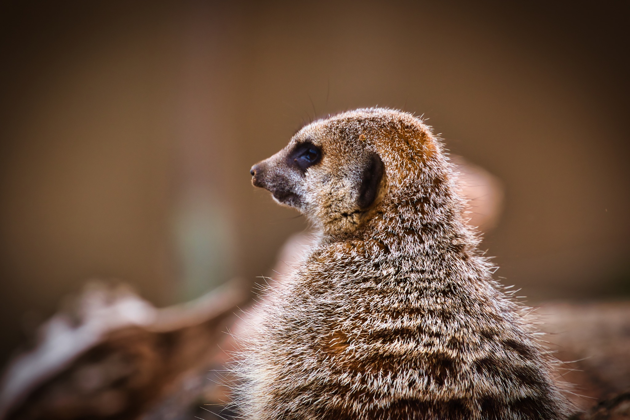 Meerkat Side Profile Close-Up