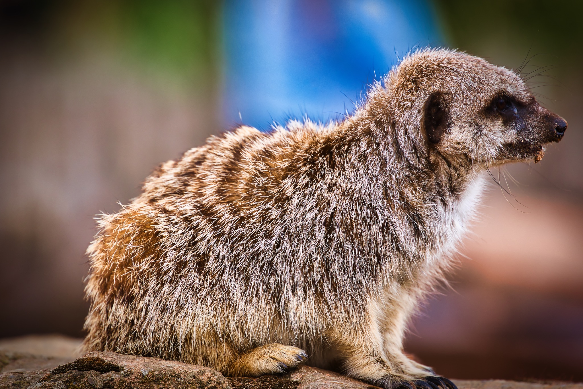 Meerkat sitting on a rock