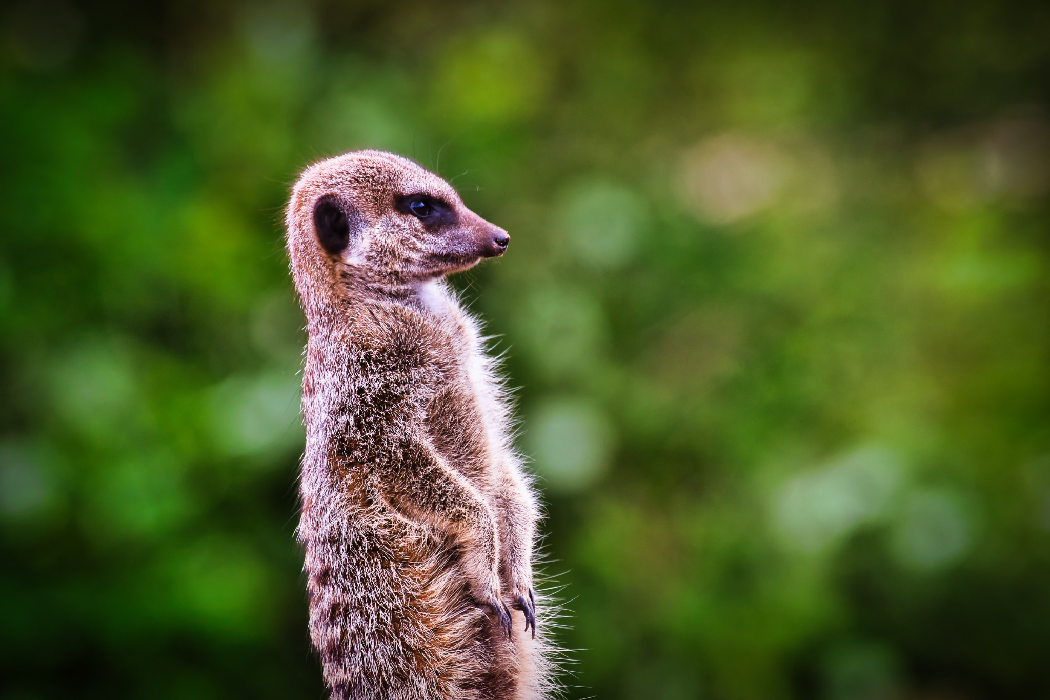 Alert meerkat standing upright