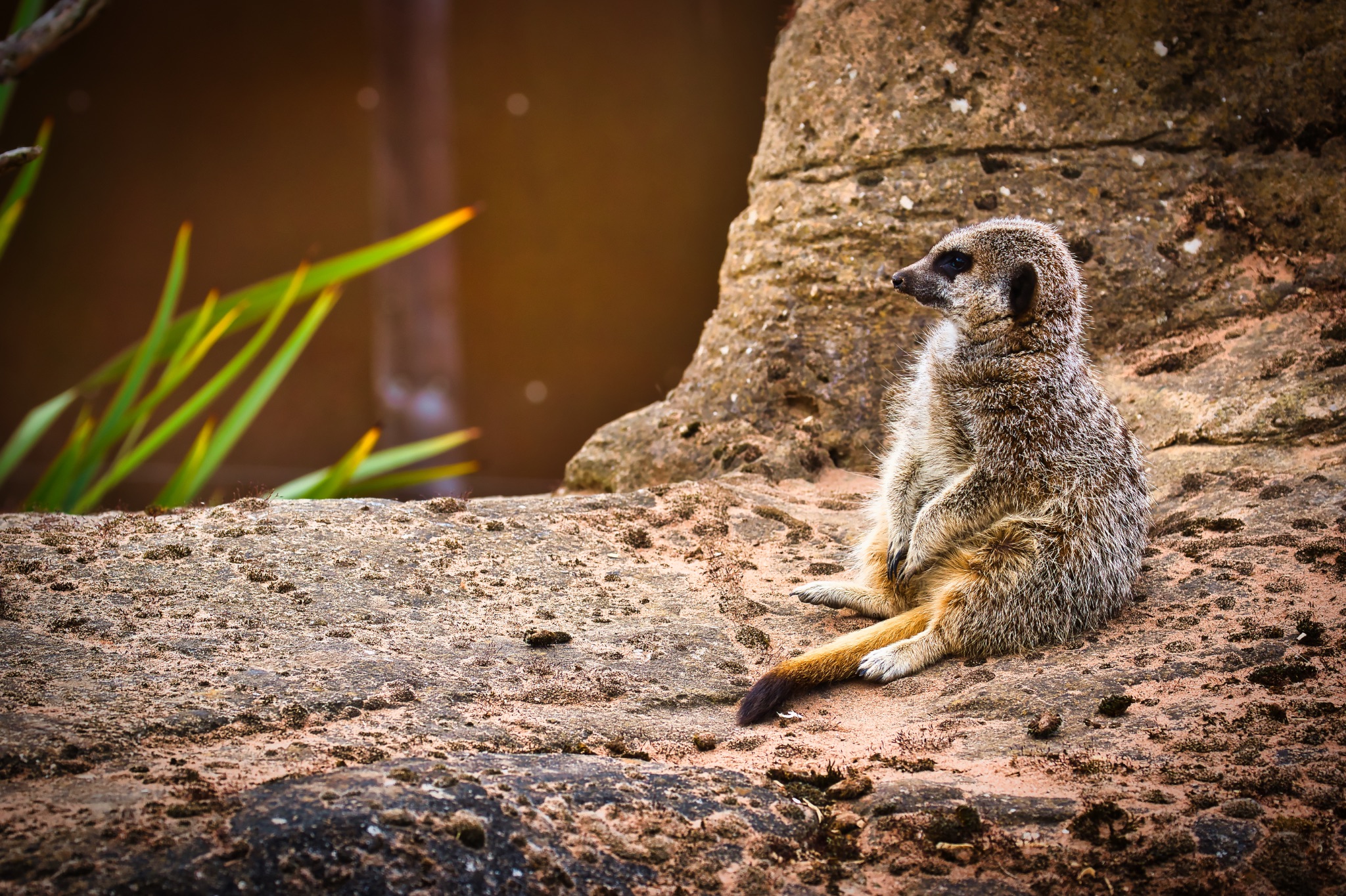 Meerkat sitting on a rock