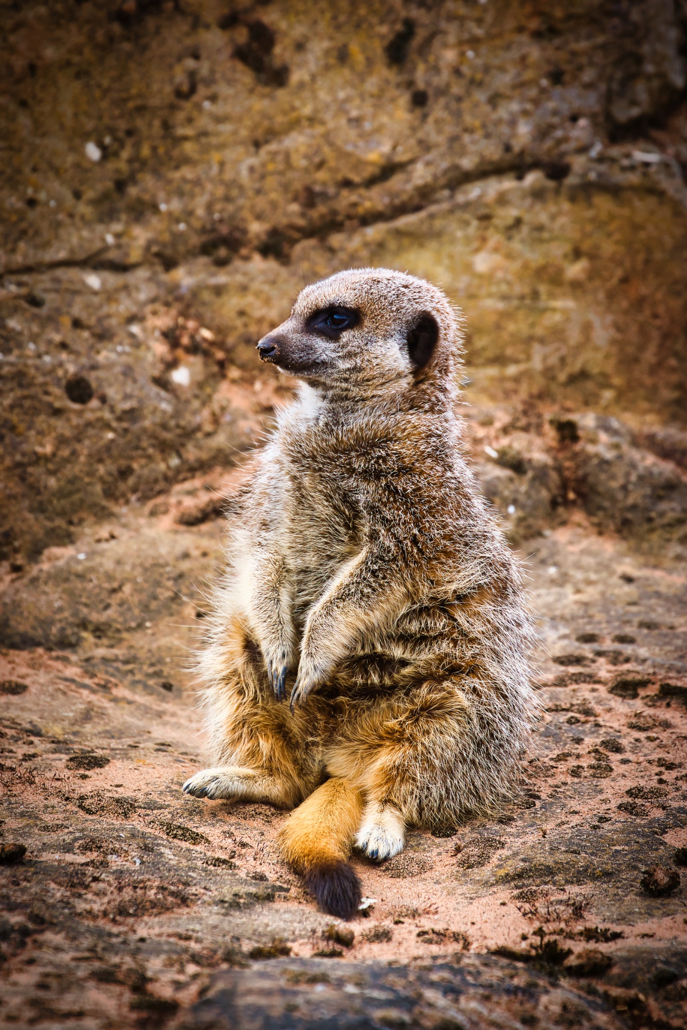 Meerkat sitting upright on rocky surface