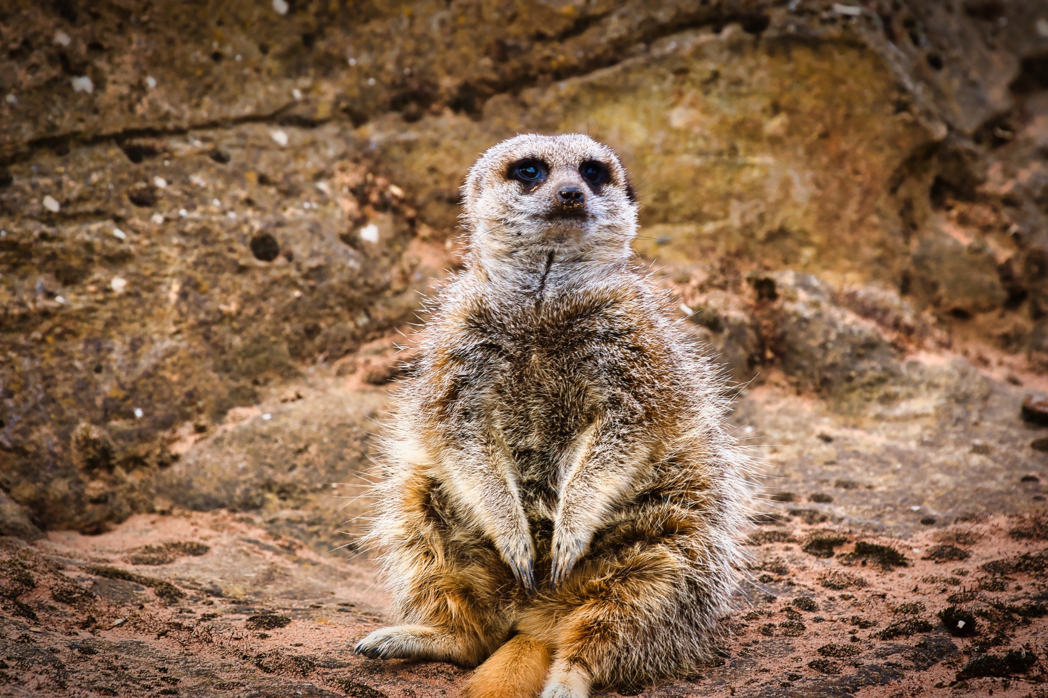 Meerkat Sitting Upright on Sandy Ground