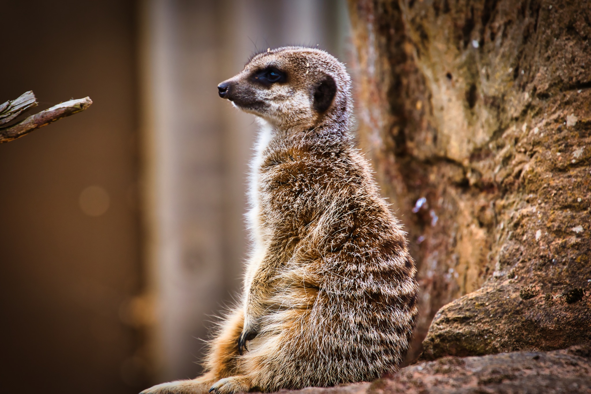 Meerkat Sitting on a Rock