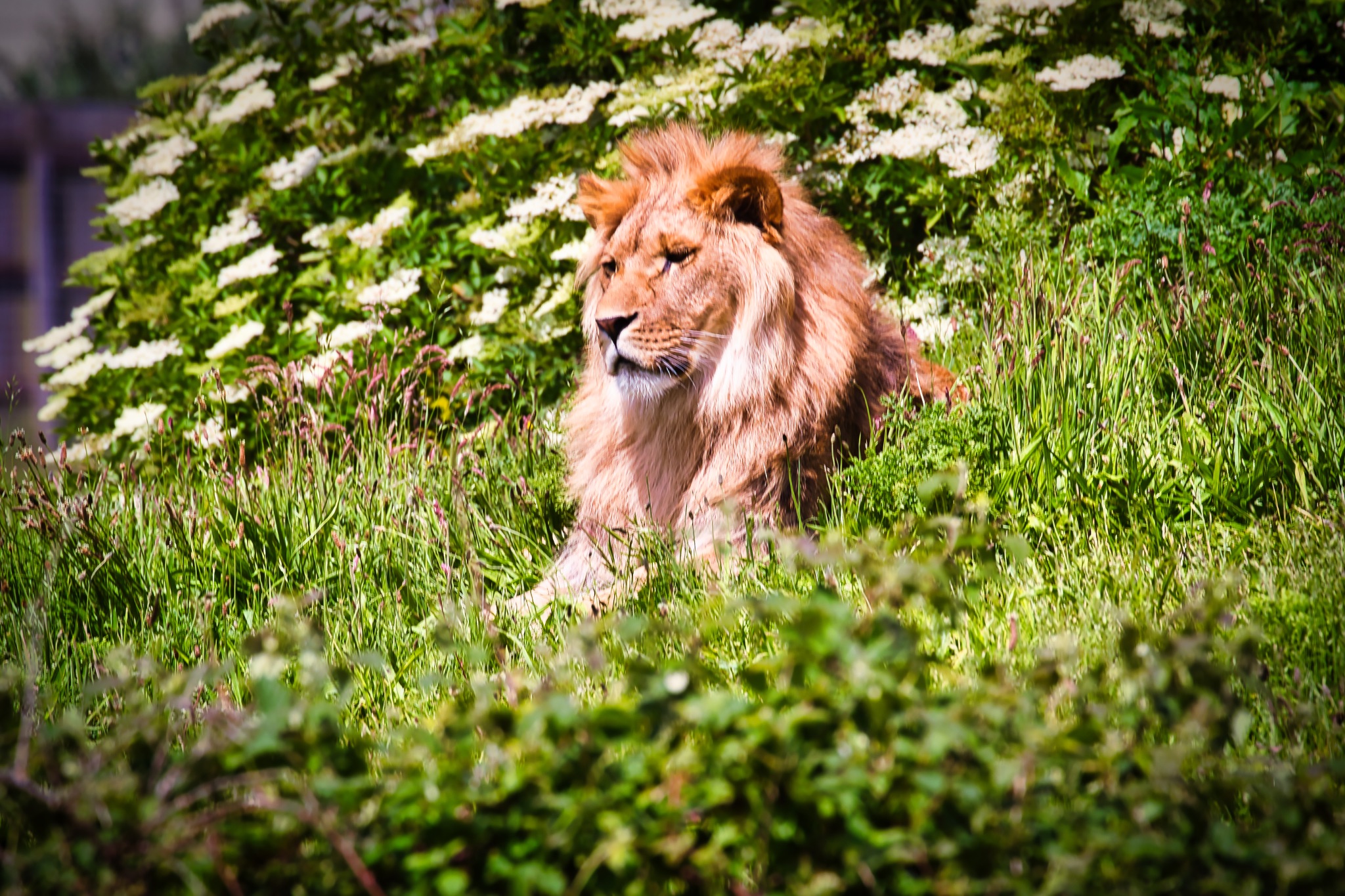 Majestic lion lying in lush green grass