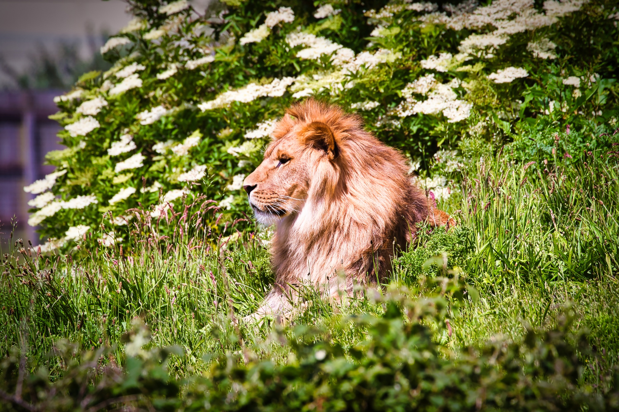 Majestic Lion Resting in a Field