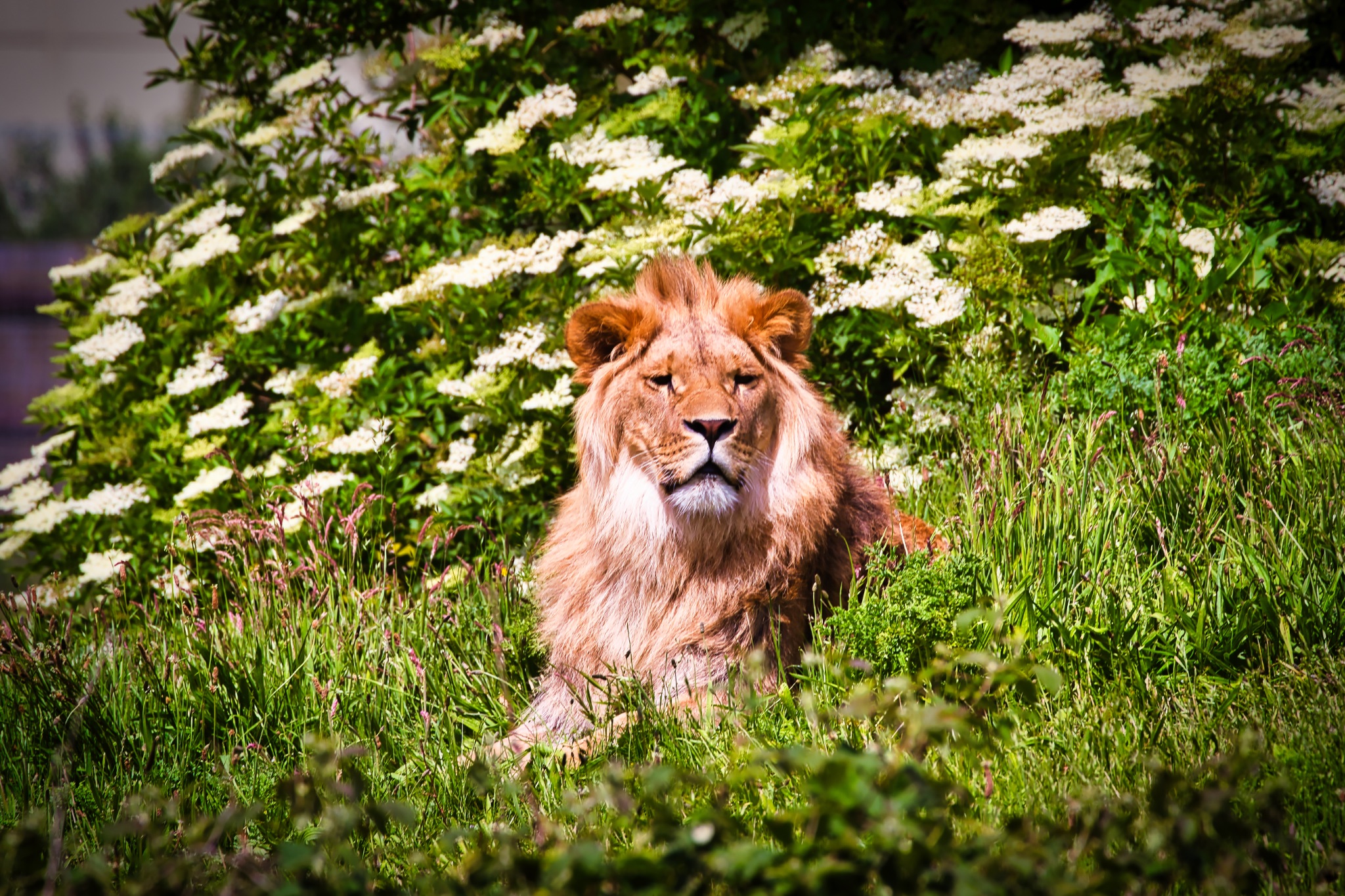 Majestic Lion in Natural Habitat