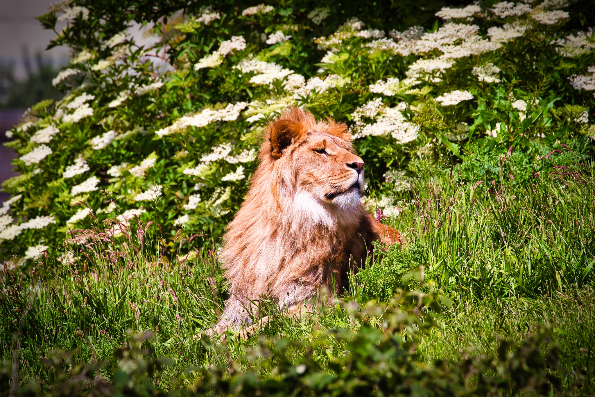Majestic Lion in Greenery