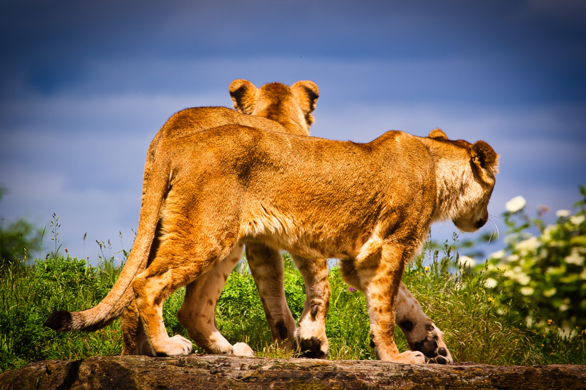 Lions Walking Together in Nature