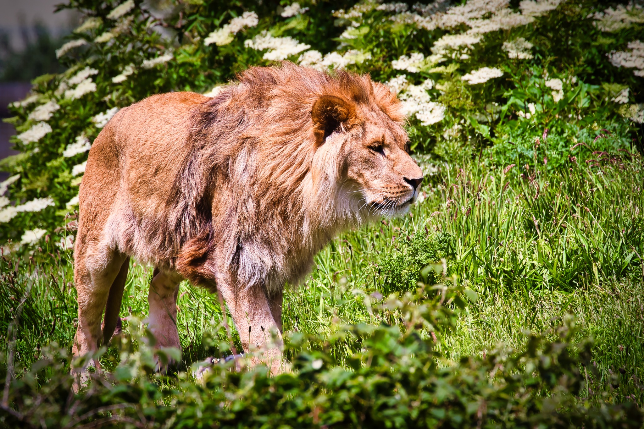 Majestic Lion in Grassy Field