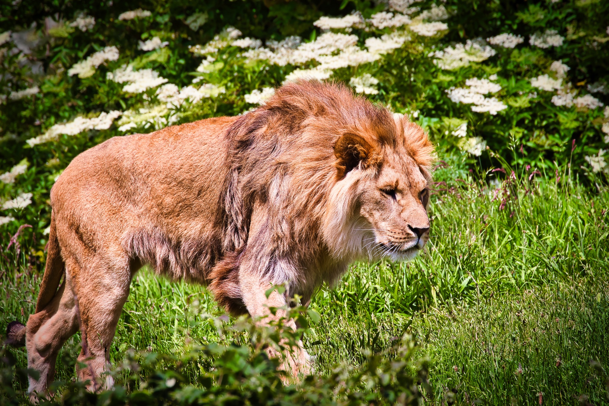 Majestic Lion in Lush Green Field