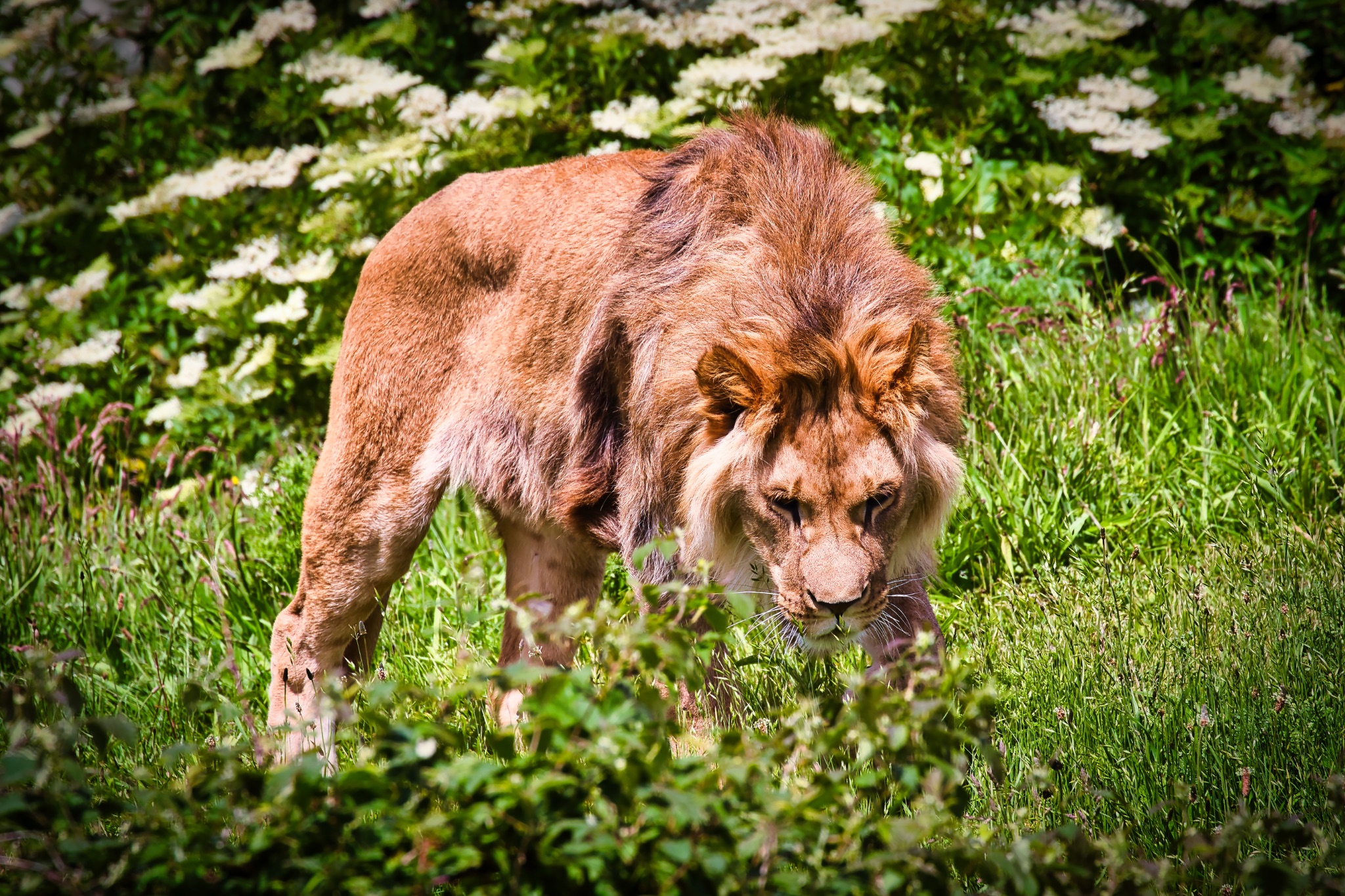 Male lion in grassy habitat