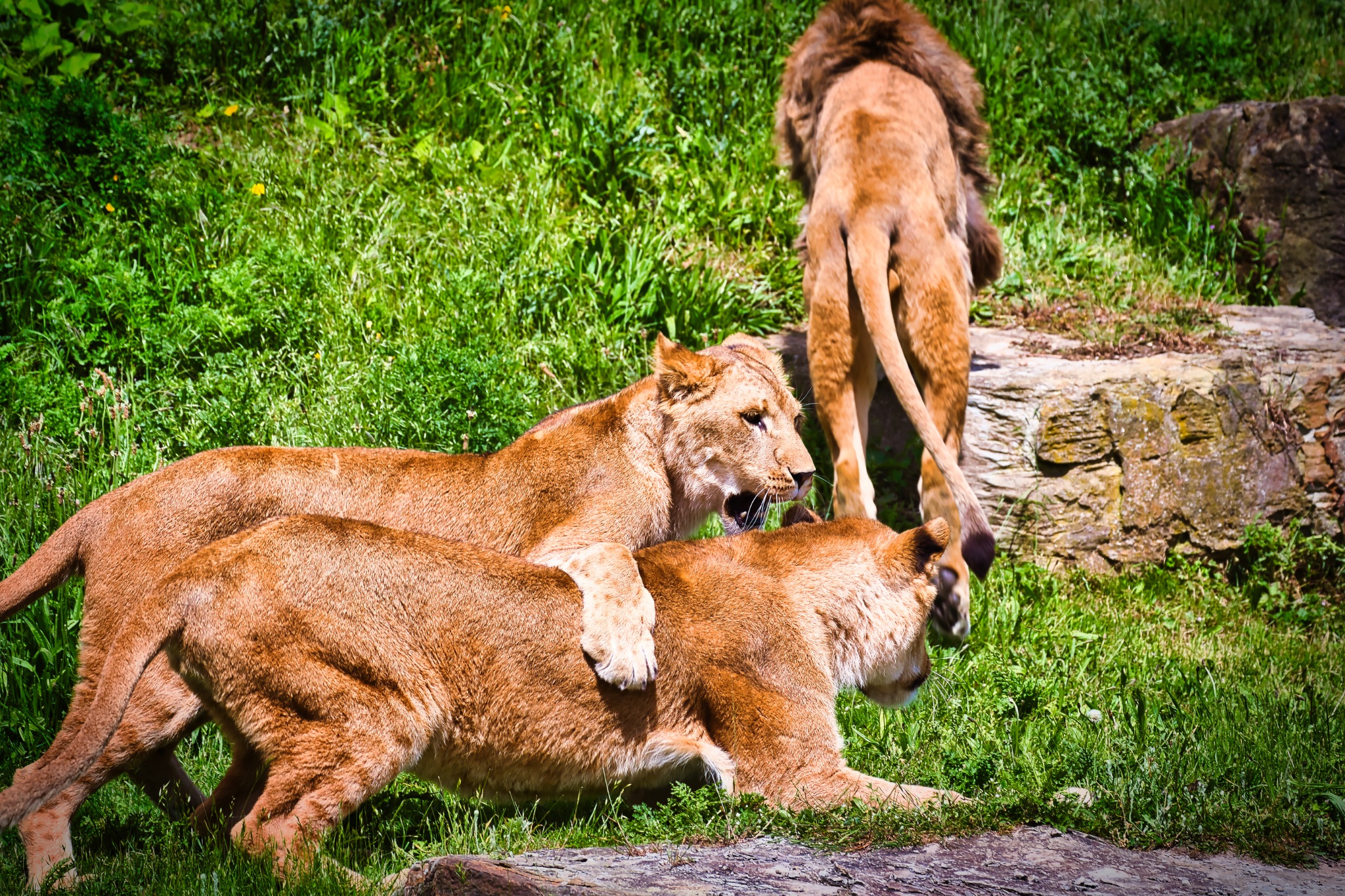 Lions in a grassy habitat