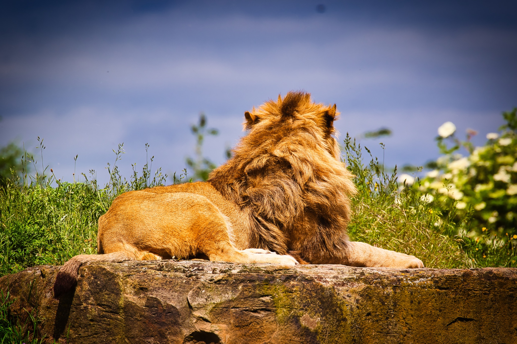 Lion resting on a rock in a grassy field