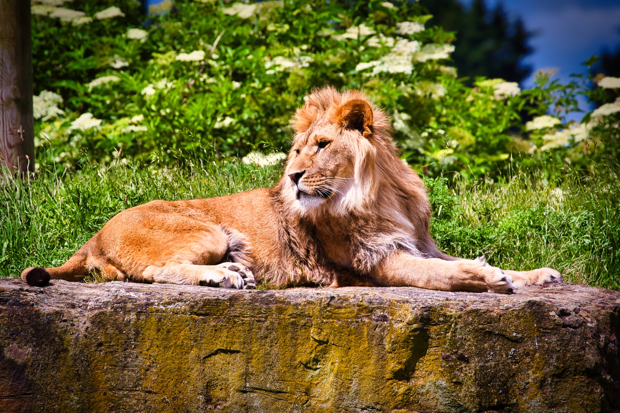 Majestic Lion Resting on Rock