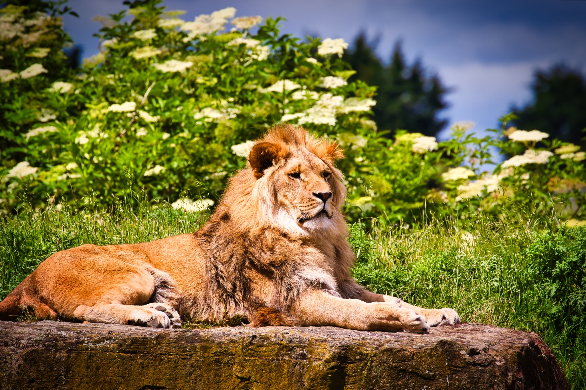 Majestic Lion Resting on a Rock