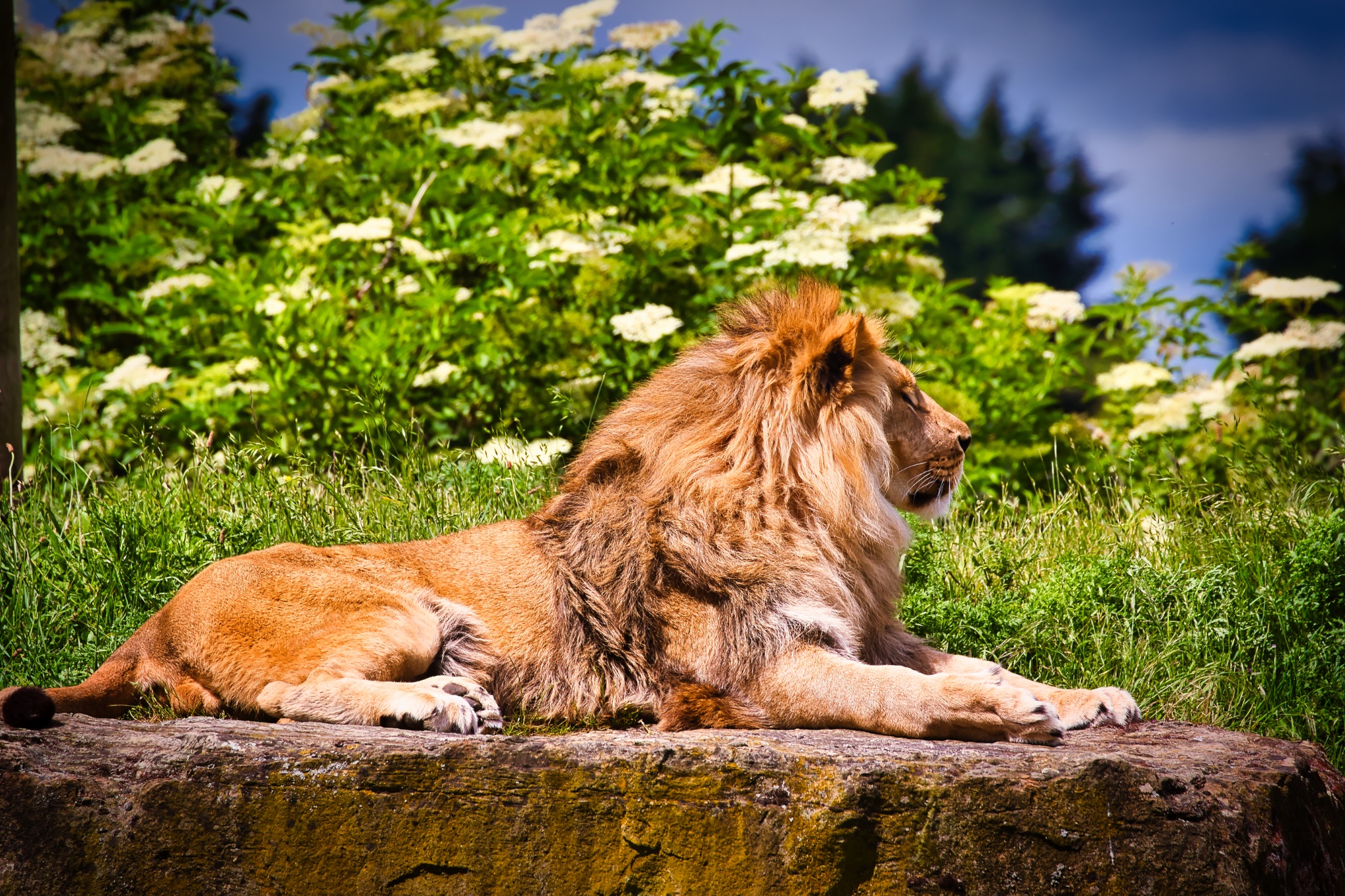 Majestic Lion Resting on a Rock