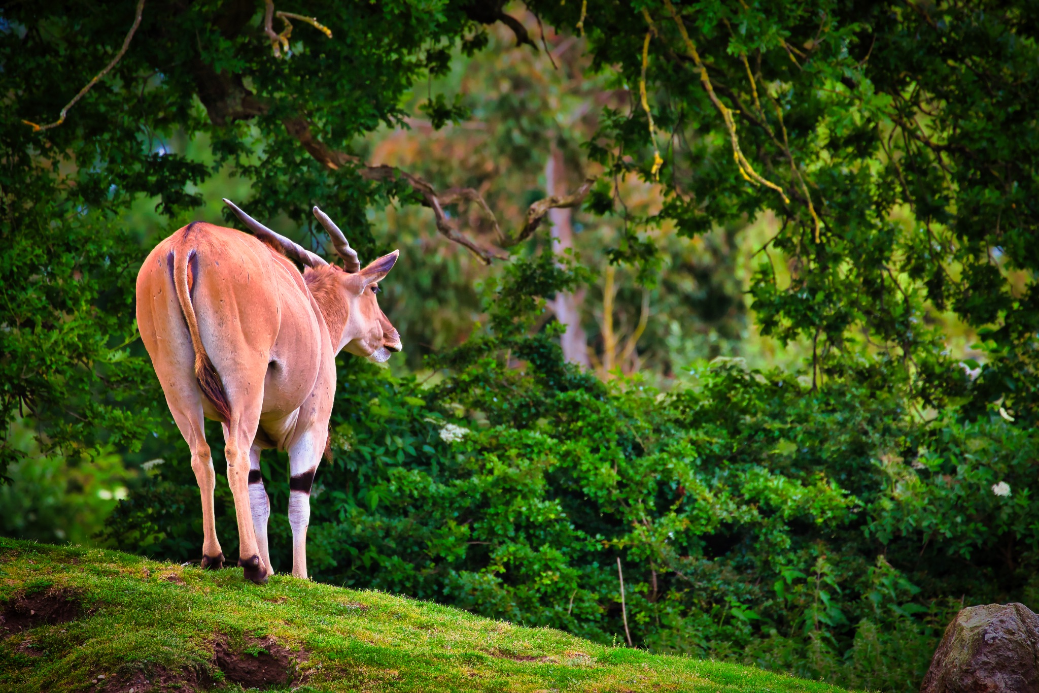 Lone antelope on grassy hill