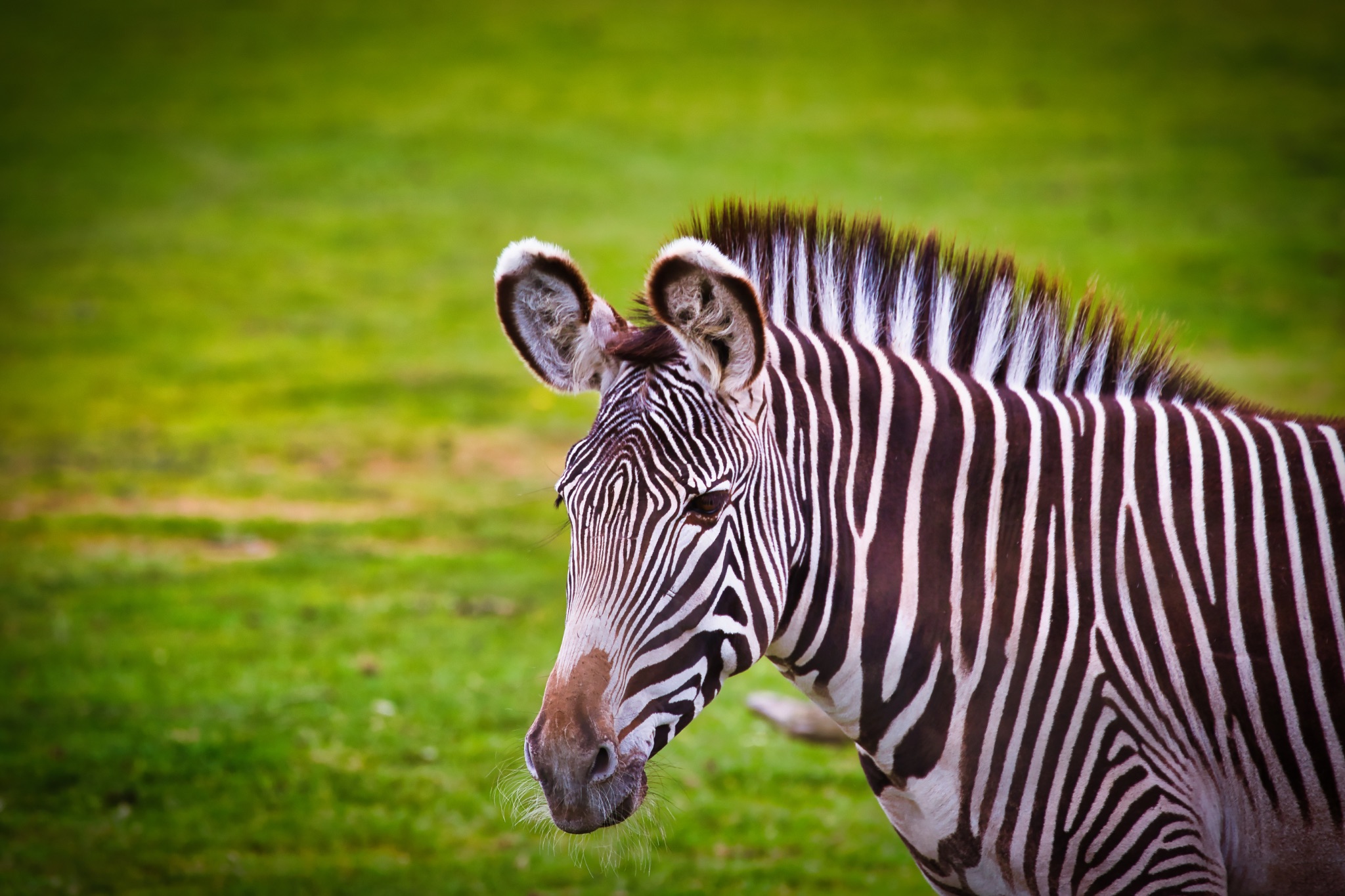 Close-up of a zebra on a grassy field