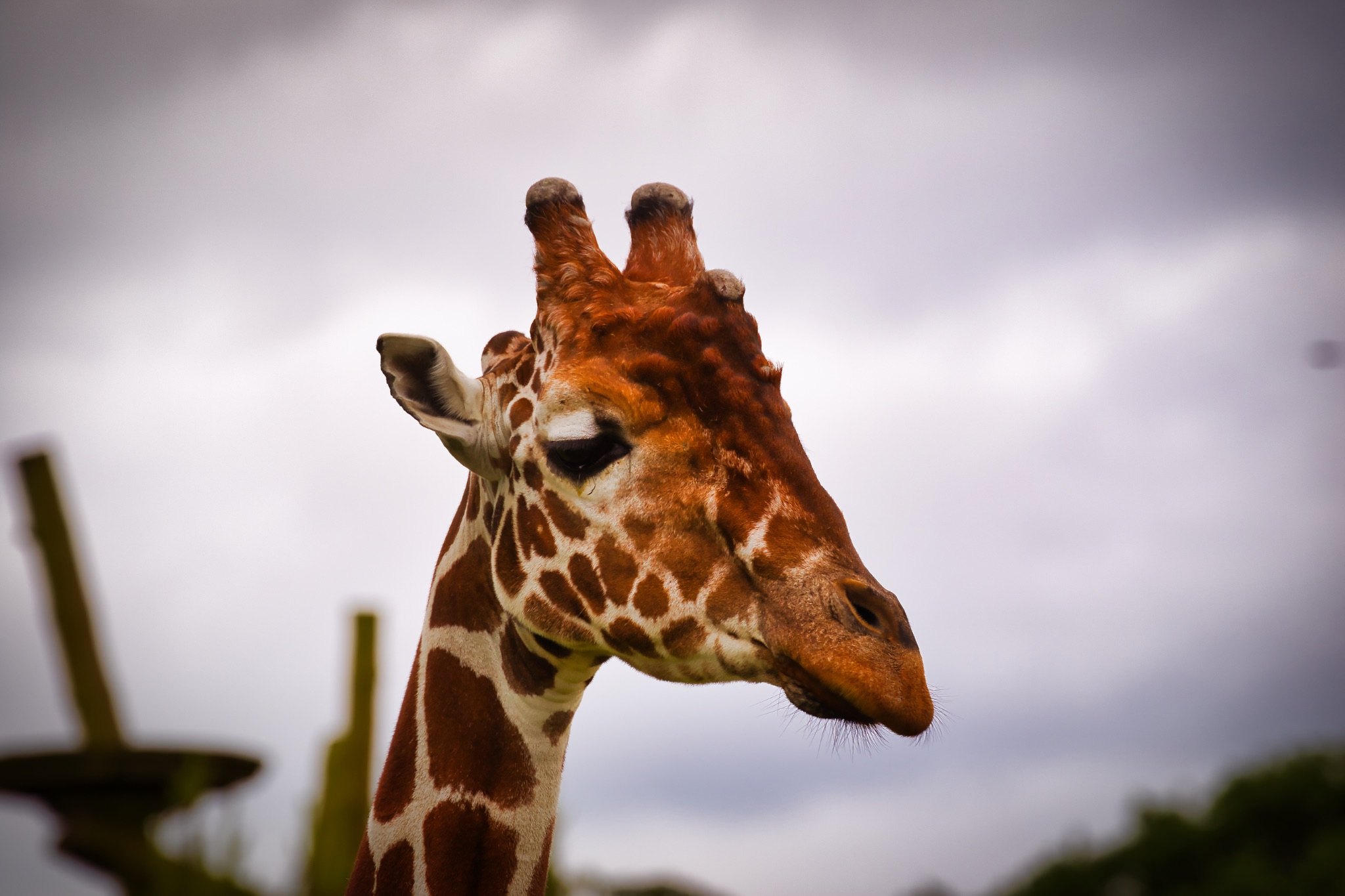 Giraffe Close-Up with Cloudy Sky