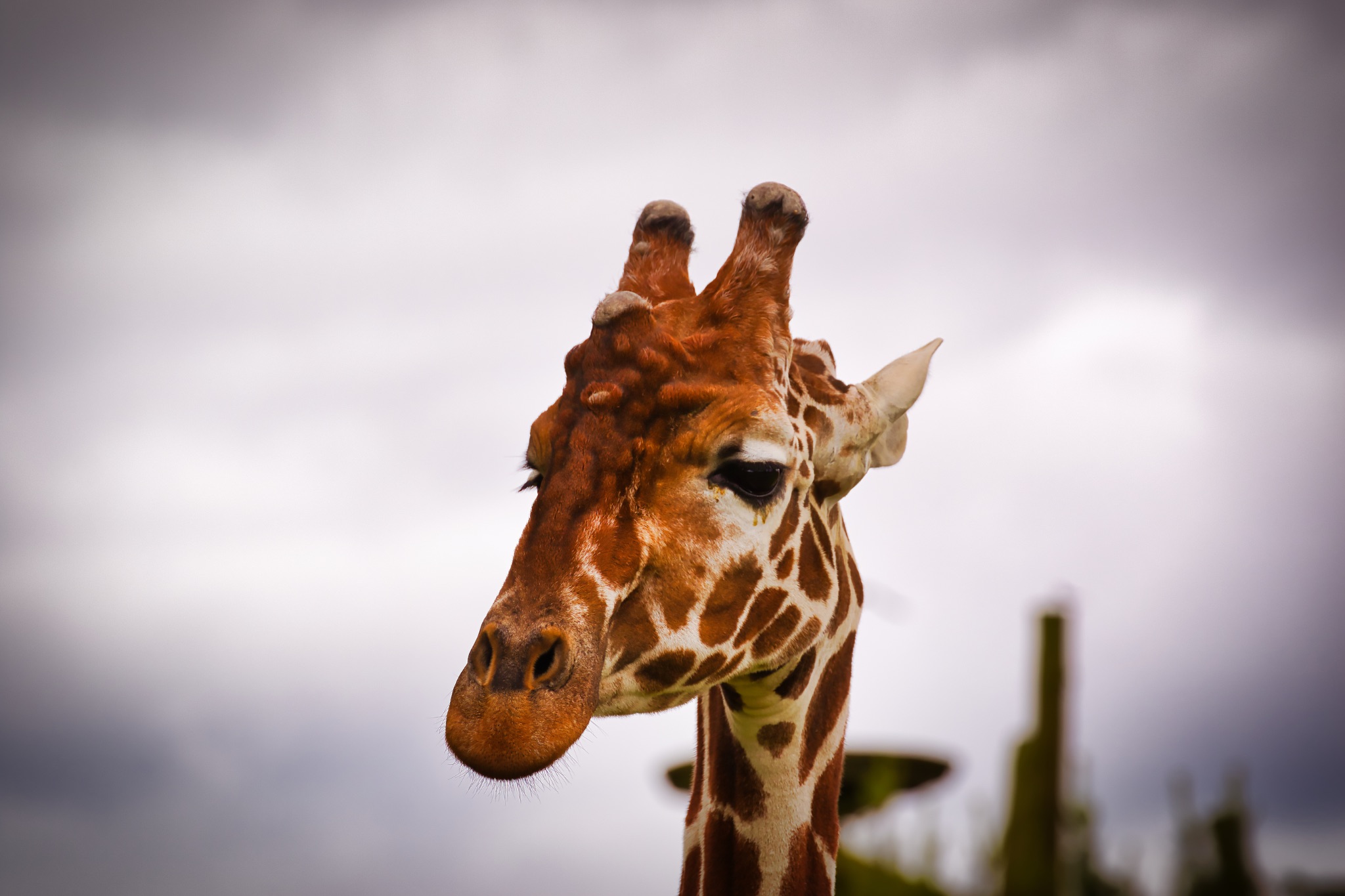 Giraffe head close-up with cloudy sky