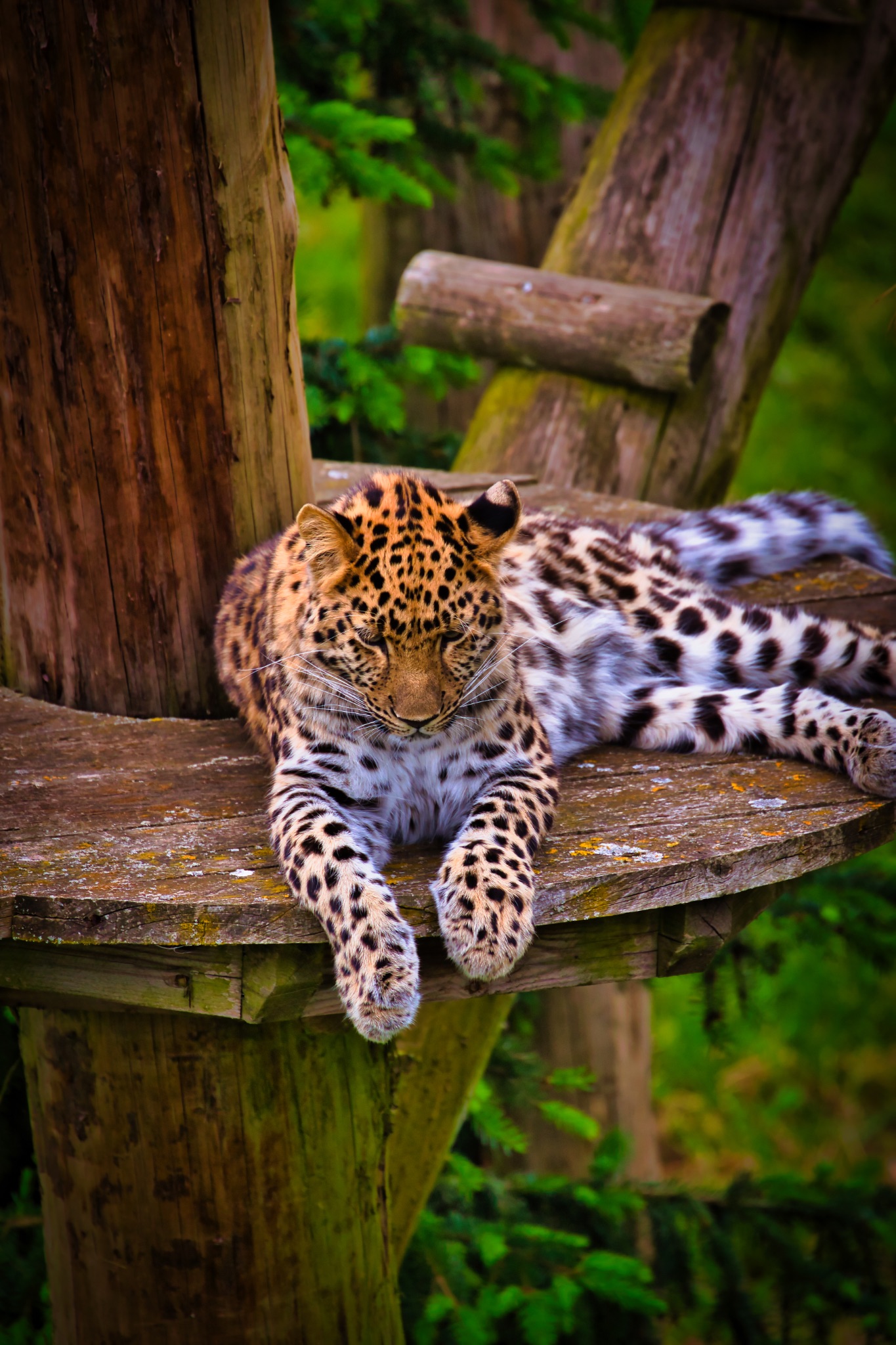 Leopard resting on a wooden platform in the forest