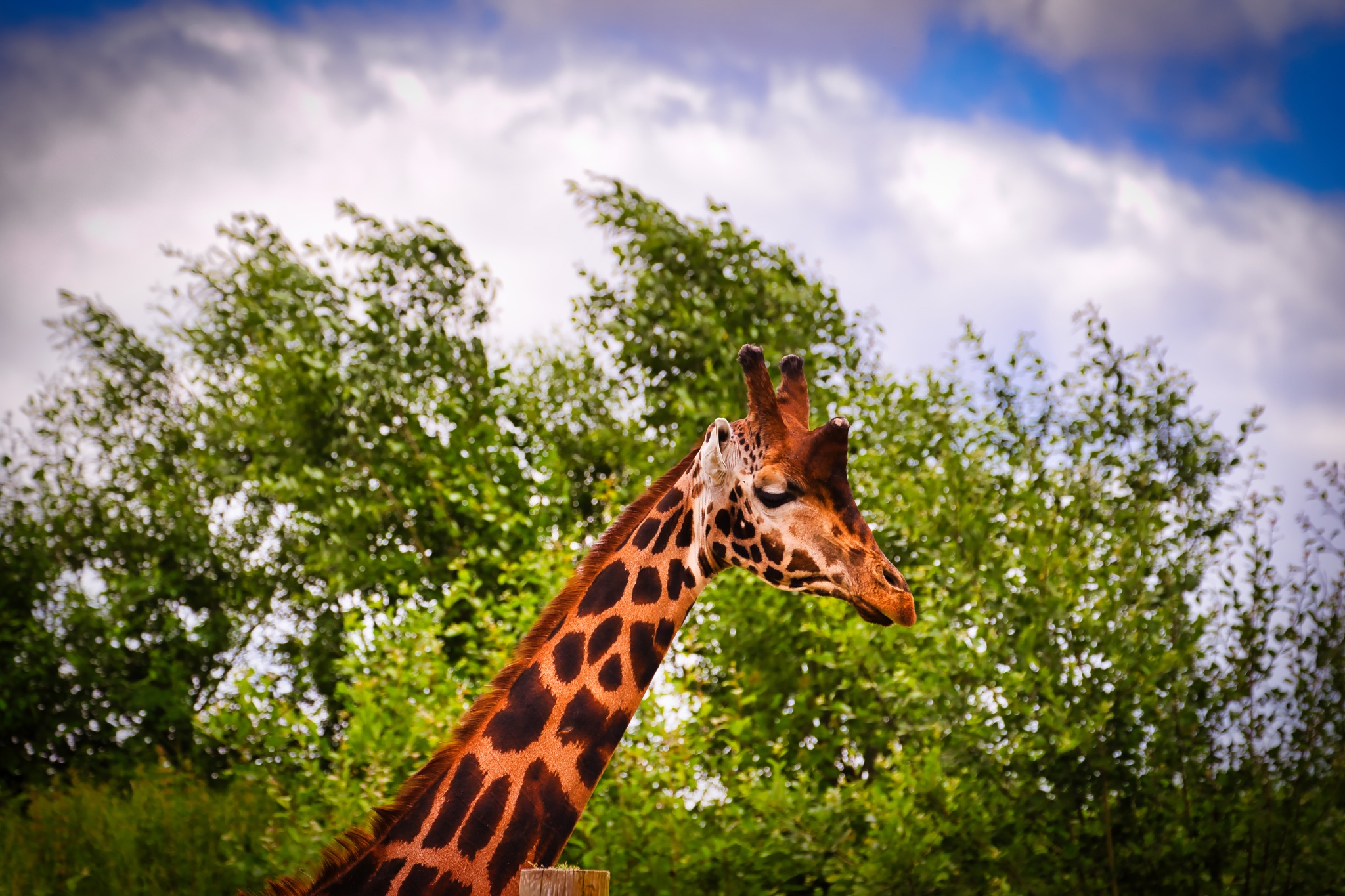 Giraffe in front of lush green trees