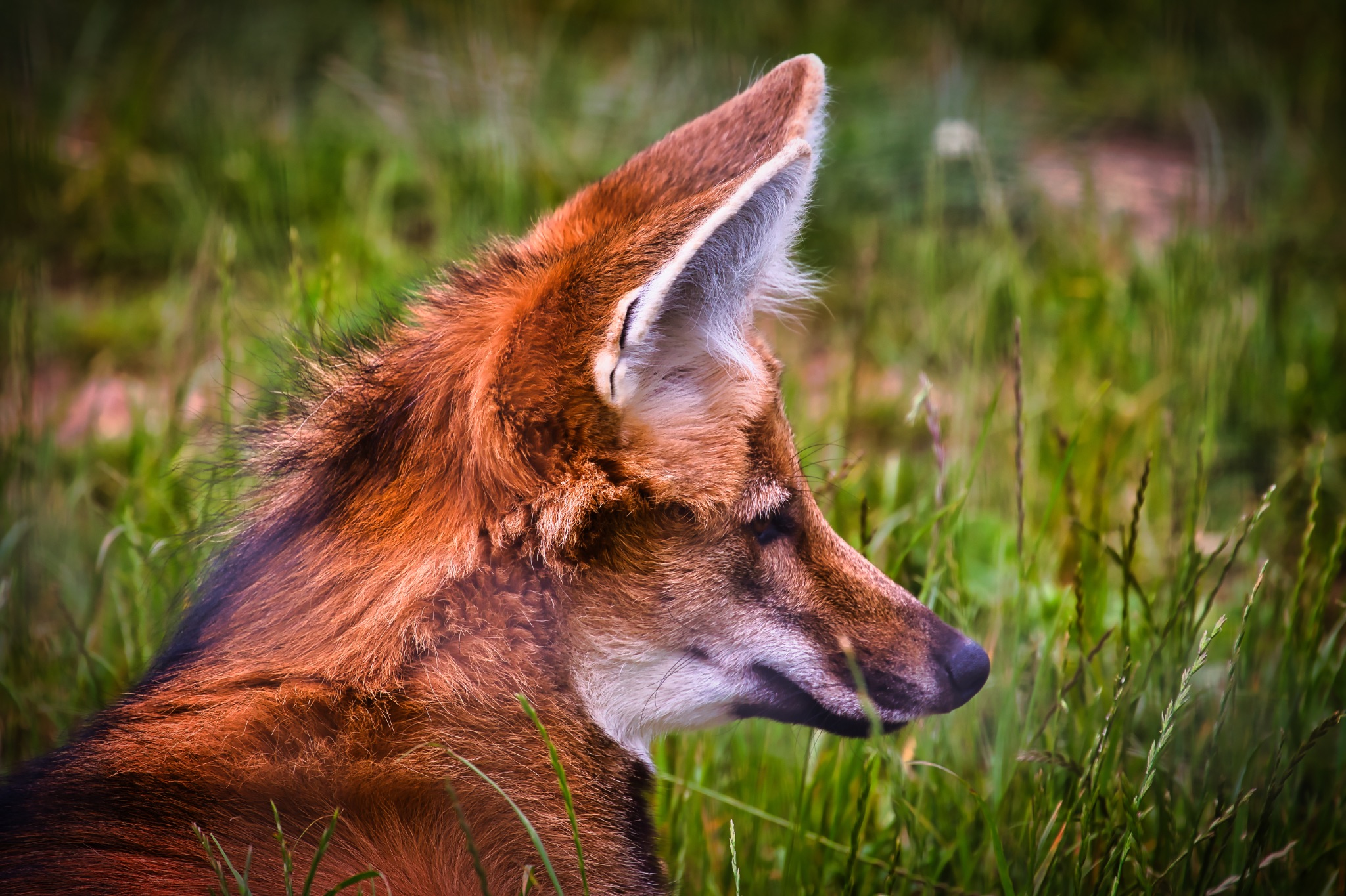 Maned Wolf in Grassy Field